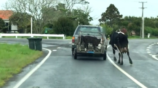 คลิปสะเทือนใจ แม่วัววิ่งตามรถไม่ห่าง กวดตามลูกน้อยที่ถูกจับพราก