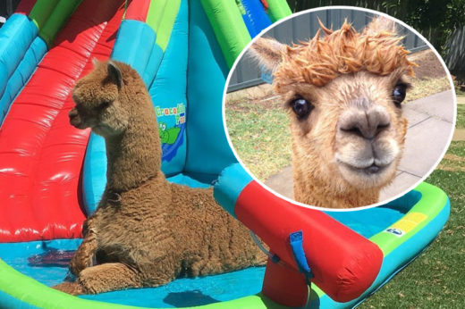ทำความรู้จักกับเจ้า ‘Chewy’ อัลปาก้าตัวโย่งสัตว์เลี้ยงสุดน่ารักไม่ซ้ำใครของครอบครัวชาวออสเตรเลีย