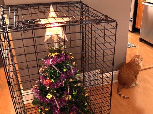 รวมภาพสุดฮา เมื่อบรรดาทาสหมา-ทาสแมวทาสต้องปกป้อง ‘ต้นคริสต์มาส’ จากสัตว์เลี้ยงในบ้านสุดทะโมน!