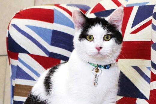 เท่สุดๆ ไปเลย! สถานทูตอังกฤษในจอร์แดนแต่งตั้งตำแหน่งหัวหน้าฝ่ายจับหนูให้แก่เจ้าเหมียว ‘Lawrence’