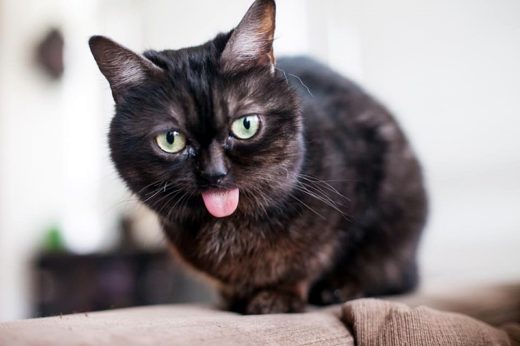 เรื่องราวสุดน่ารักของ ‘Mr.Magoo’ อดีตแมวจรนอนใต้หลังคาที่มีปัญหาลิ้นแลบอยู่ตลอดเวลา