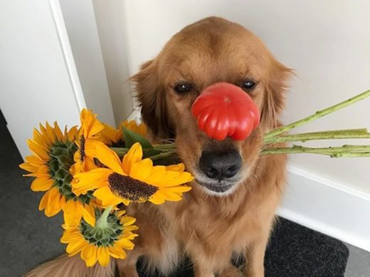 ชมความสามารถชวนทึ่งของเจ้าหมา ‘Nelly’ ไม่ว่าจะวางของบนจมูกหรือบนหัวก็ทรงตัวได้ สบายสุดๆ