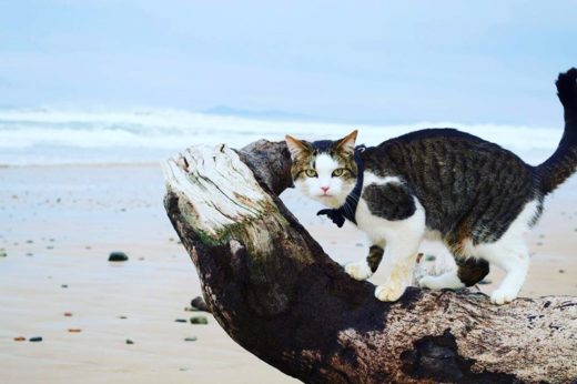 เปิดเรื่องราวสุดน่ารัก เบื้องหลังการผจญภัยของเจ้าเหมียว ‘Pistachio’ ในออสเตรเลีย