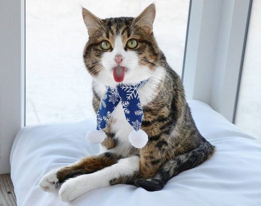 ชมความน่ารักของเจ้า ‘Rexie’ เหมียวพิการที่ชอบแลบลิ้นจนเจ้าของต้องถ่ายภาพแชร์ความฮา