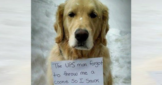 เจ้าของแฉวีรกรรมน้องหมาจอมป่วน แอบย่องนั่งไปกับรถส่งของ เพราะคนขับไม่ยอมให้คุกกี้!