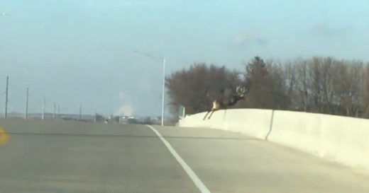 พิศวงทั้งสลด ฝูงกวางกระโดดสะพานตามกัน ดิ่งกระแทกพื้นดับรวด 4 ตัว!