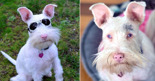 Sherlock น้องหมาสุดเท่ผู้มีแว่นตาดำประจำตัว แต่ที่จริงผมเป็นหมาเผือกเลยแพ้แดดฮับ