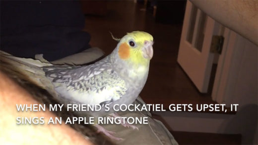 นกค็อกคาทีลแสนฉลาดเลียนเสียงริงโทน iPhone อ้อนเจ้านาย ไม่อยากให้ออกจากบ้าน