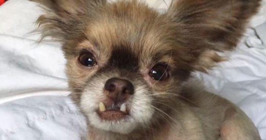 “ชิวอี้” ชิวาวาหูกาง-ฟันยื่น ถึงไม่หล่อแต่ผมก็มีเสน่ห์มากนะจะบอกให้