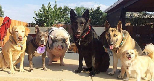 Piggypoo and crew แก๊งเพื่อนซี้ต่างสายพันธุ์ มีกันทั้งอู๊ดและโฮ่ง!