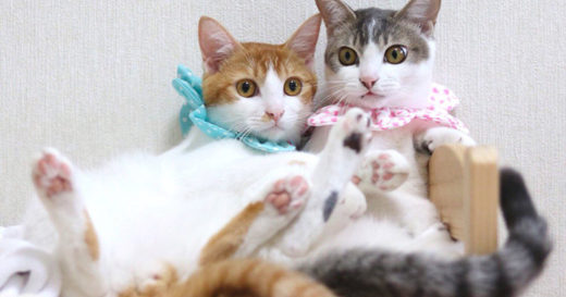 คิวท์ยกกำลังสอง! เจ้า Amelie และ Canele เหมียวพี่น้องฝาแฝดที่ไม่ยอมแยกจากกันไม่ว่าจะทำอะไร