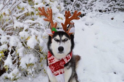 จะเล่นอะไรดูหน้าพี่ด้วย! ชมภาพหน้าตาเบื่อโลกของเจ้าตูบไซบีเรียน “Anuko” สุดกวนโอ้ย