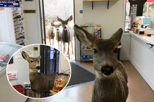 เป็นงง! แม่กวางป่าส่องลาดเลาร้านสะดวกซื้อ ก่อนพาลูกๆ 3 ตัว เดินกลับมาอุดหนุนอีกรอบ