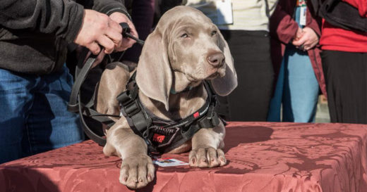 ตูบน้อย “ไรลีย์” เจ้าหน้าที่ใหม่ของพิพิภัณฑ์ศิลปะบอสตัน กับหน้าที่ดมหาแมลงทำลายงานศิลป์