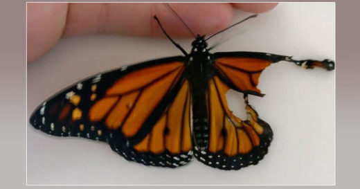 สาวดีไซเนอร์ใจดีแถมมือเบาดังปุยนุ่น ต่อปีกใหม่ให้ผีเสื้อโชคร้ายจนบินได้เหมือนปกติ!