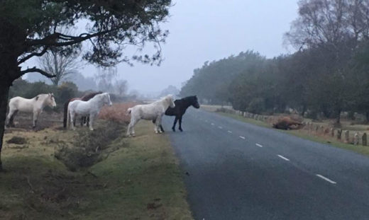 สลดใจ ฝูงม้ายืนเฝ้าซากเพื่อนร่วมคอกถูกรถชนตายข้างถนนข้ามคืน