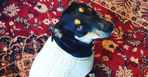 ร้ายนักเจ้าตูบ! น้องหมาแอ๊บป่วยหลอกเจ้านายให้หยุดงานอยู่บ้านด้วยกัน