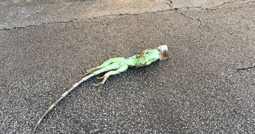 เกินจะทนไหว “อิกัวน่า” หนาวตัวแข็ง-ร่วงต้นไม้ หลังฟลอริดาหนาวจัดจนหิมะตกครั้งแรกใน 30 ปี