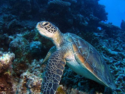 โลกร้อนกระทบธรรมชาติ หลังพบเต่าตนุเกิดใหม่ล้วนเป็นเพศเมีย เหตุอุณหภูมิในการฟักสูง