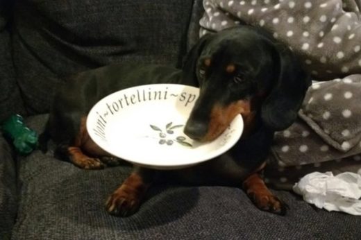 เรื่องราวสุดฮาของ Flynn เจ้าหมาขี้ขโมย เจ้าของเผลอวางของทิ้งใต้โต๊ะเป็นไม่ได้ พี่ตูบฟาดเรียบ!