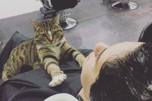 แมวกวักหรือจะสู้ ‘Betty Boo’ เหมียวพนักงานต้อนรับประจำร้านซาลอนในออสเตรเลีย