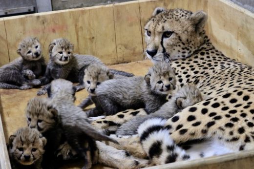 สุดอบอุ่น! แม่เสือชีตาห์ใน St. Louis Zoo ให้กำเนิดลูกน้อย 8 ตัว มากที่สุดเท่าที่เคยบันทึกมา
