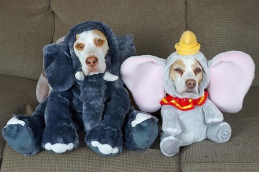 คอสตูมแน่นเวอร์! เจ้านายจับสองตูบแต่งตัวเป็นสัตว์โลกแสนน่ารัก เห็นแล้วต้องยิ้มตาม