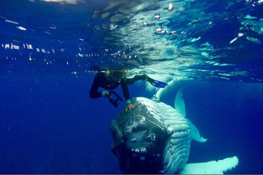 นักชีววิทยาทางทะเลสาวสุดประทับใจคุณวาฬผู้ใจดี หลังพบว่ามันพยายามปกป้องเธอจากปลาฉลามเสือ