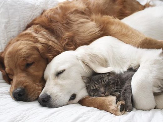 สวีทจนน่าอิจฉา! ชมภาพแก๊งค์สหาย 2 หมา 1 แมวสุดน่ารัก ‘Watson – Kiko – Harry’