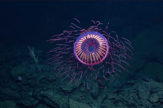 พบกับสัตว์โลกใต้ทะเลสุดอัศจรรย์ “แมงกระพรุน” สีสวยเหมือนกับดอกไม้ไฟ