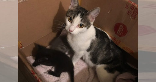 เจ้าเหมียวโผล่เยือนบ้านชายใจดี ก่อนจากไปแล้วกลับมาใหม่เพื่อคาบลูกมาขออาศัยด้วยทั้งครอก!