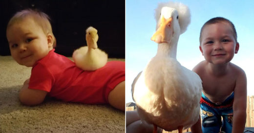 คู่ซี้ไม่เหมือนใครสไตล์ก้าบๆ เด็กชายกับเป็ดคู่เกลอที่เติบโตเคียงบ่าเคียงไหล่มาตั้งแต่วัยแบเบาะ