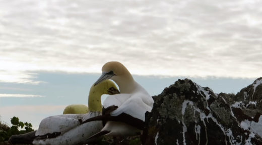 จบเศร้า นกแกนเน็ตแห่งเกาะเหนือนิวซีแลนด์ตายโดดเดี่ยวในรังที่สร้างไว้เกี้ยวตัวเมีย…ที่เป็นนกปูนปั้น