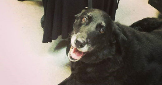 ปาฏิหาริย์..มีจริง! เจ้าของหวนพบตูบแสนรักที่คิดว่าตายไปแล้ว หลังหายจากบ้านไป 10 ปี