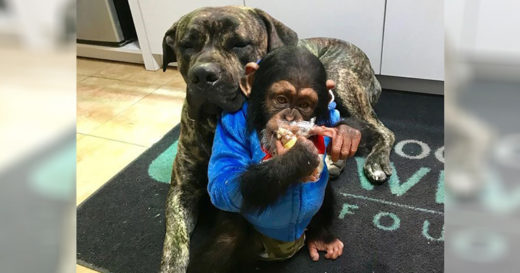 ขำกลิ้งลิงกับหมาเวอร์ชั่นอเมริกา! พบเจ้า “ลิมบานี” กับ “บรูโน” พี่ลิงน้องหมาบัดดี้ต่างพันธุ์ซี้กันอย่างลงตัว