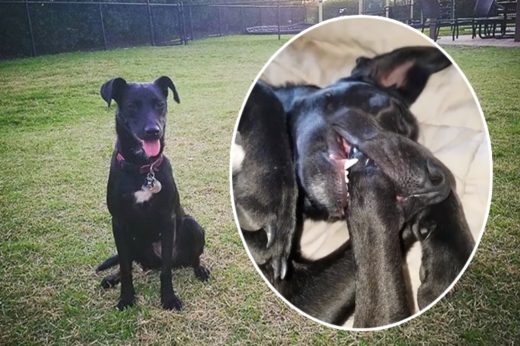 ‘Belle’ เจ้าหมาสุดบ๊อง ต้องนอนคาบขาหลังไว้ถึงหลับอุ่นใจ