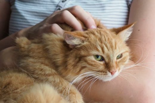 คลินิกสัตว์ในไอร์แลนด์ ประกาศหาคนมือเบาทำงานตำแหน่งปลอบใจแมว ‘Cat Cuddler’