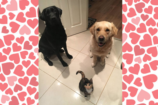 เรื่องราวสุดน่ารักของสองตูบ Oden และ Aksel ที่อยากเอาชนะใจเจ้าเหมียวน้องสาวตัวใหม่