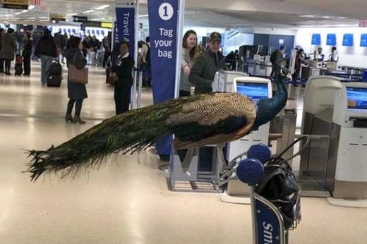 ศิลปินสาวมีเซ็ง หลังสายการบินไม่อนุญาตพาเจ้า Dexter นกยูงเพื่อนรักขึ้นเครื่องเดินทางด้วย