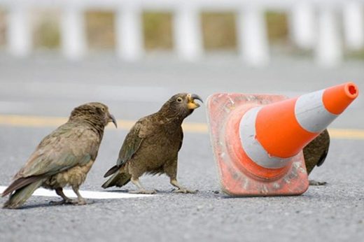 คาหนังคาเขา! วงจรปิดชัดนกแก้วป่าจอมแสบแอบเล่นกรวยจราจร หวิดเกิดอุบัติเหตุ