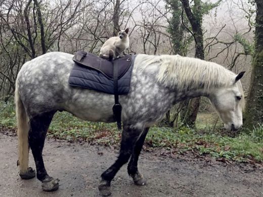 สบายเกินหน้าเกินตา! เมื่อ Louis เหมียวสุดฉลาดชอบขี่หลังเจ้าม้าแทนการเดินเล่น