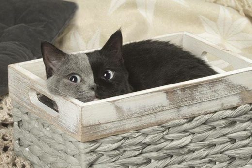 สุดแปลก! เหมียวน้อย Narnia ที่เกิดมาพร้อมกับใบหน้าสองสีเทา-ดำ