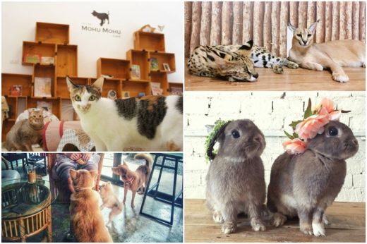 เที่ยวง่ายใกล้กรุง: ชวนมาเช็คอิน 5 คาเฟ่สุดชิคที่คนรักสัตว์ต้องเลิฟ