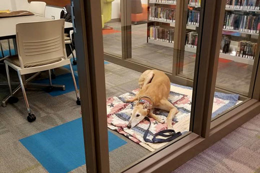 คนแห่ลงคิวแน่น! หลังแชร์ภาพเจ้าตูบโครงการ Paws to Read นอนคอยคนมาอ่านหนังสือให้ฟัง