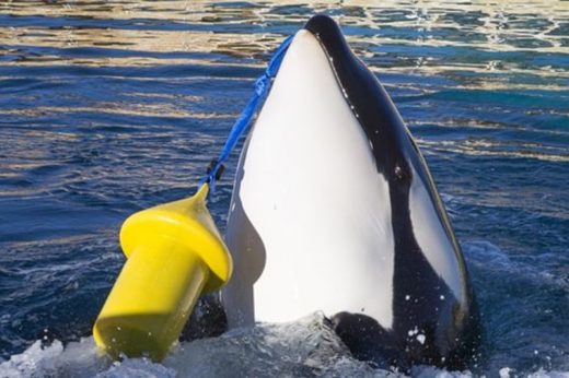 ‘Wikie’ วาฬเพชรฆาตแสนรู้ตัวแรกของโลกที่สามารถเลียนเสียงพูด Hello ได้