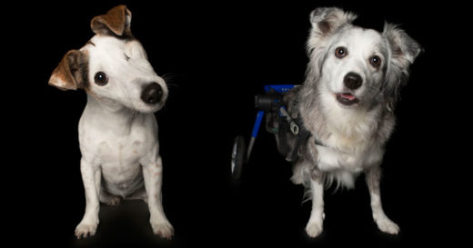 ‘Perfect Imperfection’ โฟโต้บุ๊คน่ารักน่าชังของเหล่าน้องหมาที่เกิดมาสมบูรณ์แบบในความไม่สมบูรณ์