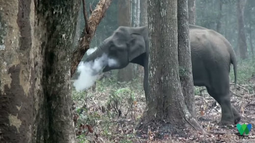 กล้องบันทึกพฤติกรรมช้างป่าชวนฉงน พ่นควันขาวราวกับสูบยา!?