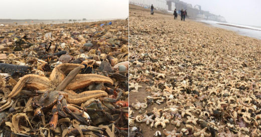 ซากสัตว์ทะเลเกยเกลื่อนหาดอังกฤษ ตายเป็นเบือหลังอุณหภูมิน้ำลดฮวบเพราะหนาวจัด