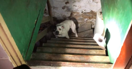 เจ้าตูบรอดตายหวุดหวิดหลังถูกล่ามโซ่ทิ้งคาห้องใต้ดิน จนเจ้าของบ้านคนใหม่ได้มาพบ