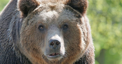 นักวิจัยพบแม่หมีสีน้ำตาลปรับพฤติกรรมเลี้ยงดูลูกนานขึ้น สาเหตุมาจากมนุษย์!